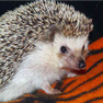 hedgehogs