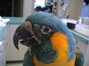 Signs Your Bird Trusts You - ZuPreem Pet