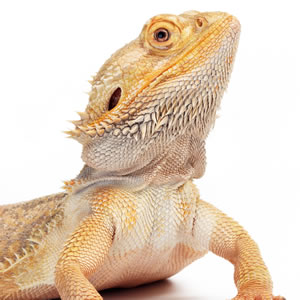 bearded dragons exotic pets